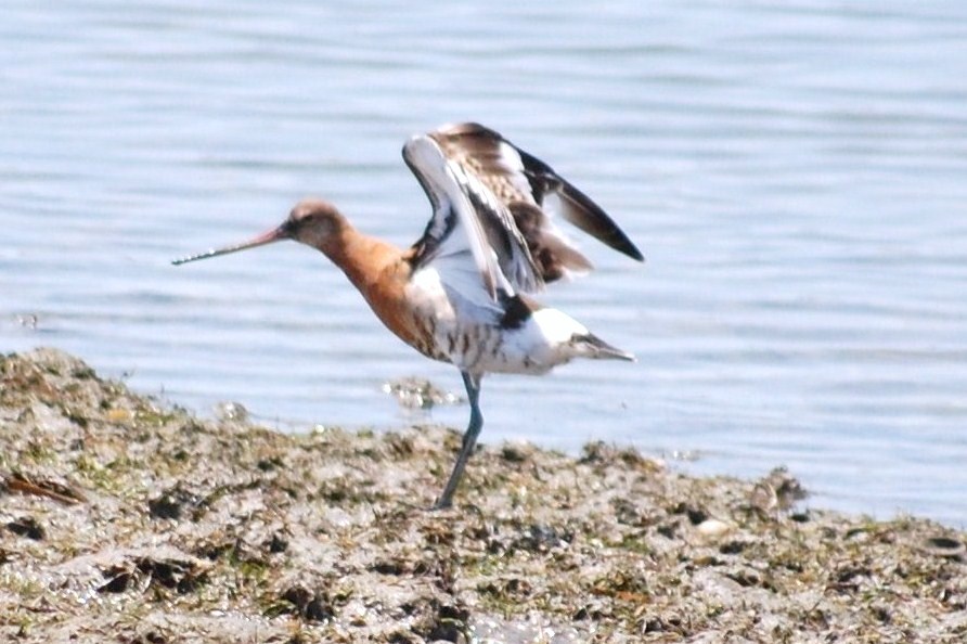 [Maçarico-de-bico-direito+(Limosa+limosa+L+(12).JPG]