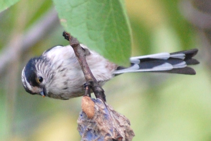 [Chapim-rabilongo+(9).JPG]