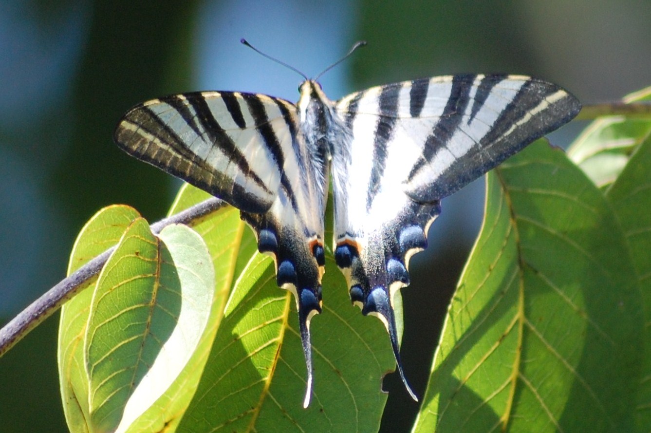 [Borboleta+Rabo-de-andorinha+(Iphiclides+podalirius+L+(5).JPG]