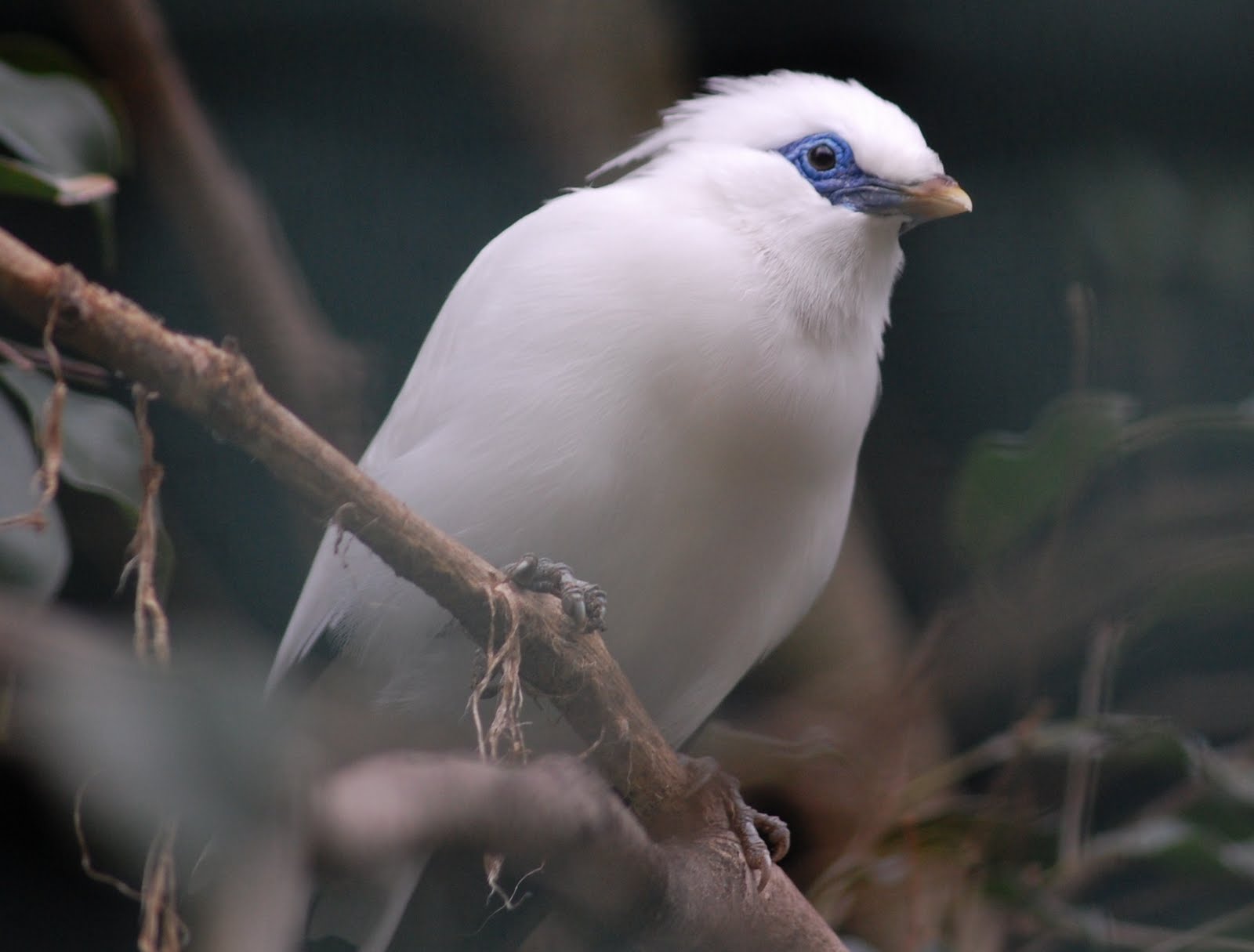 [Mainá-do-bali+(3).JPG]