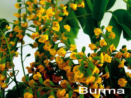 [padauk-myanmar.jpg]