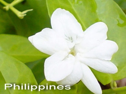 [sampaguita.jpg]