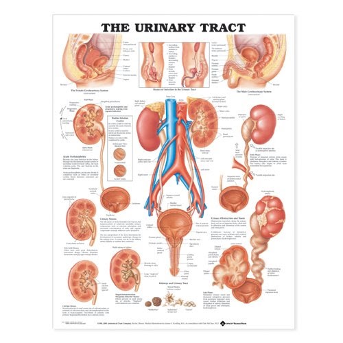 Urology Info Davao: DEFINITION OF UROLOGY