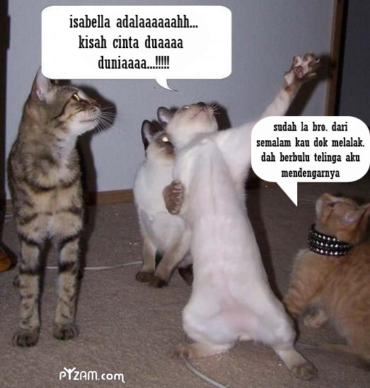 Kucing Comel Kelakar Kucingcomel Com