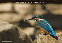 pagina principal naturaleza forestal