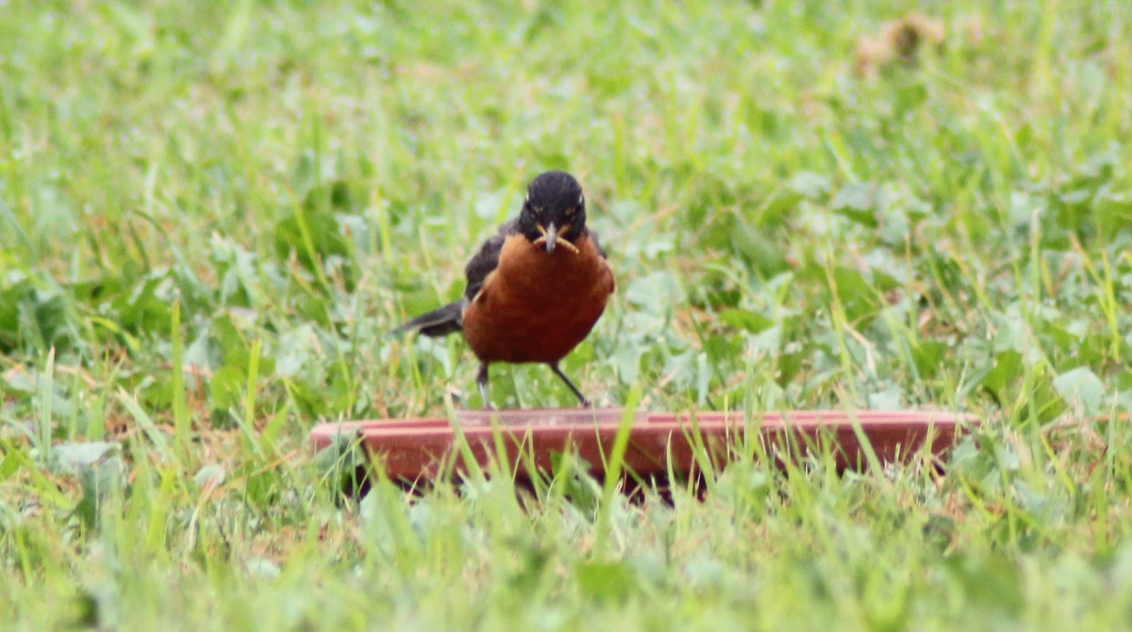 Gardening for Wildlife Bluebirds & Robin