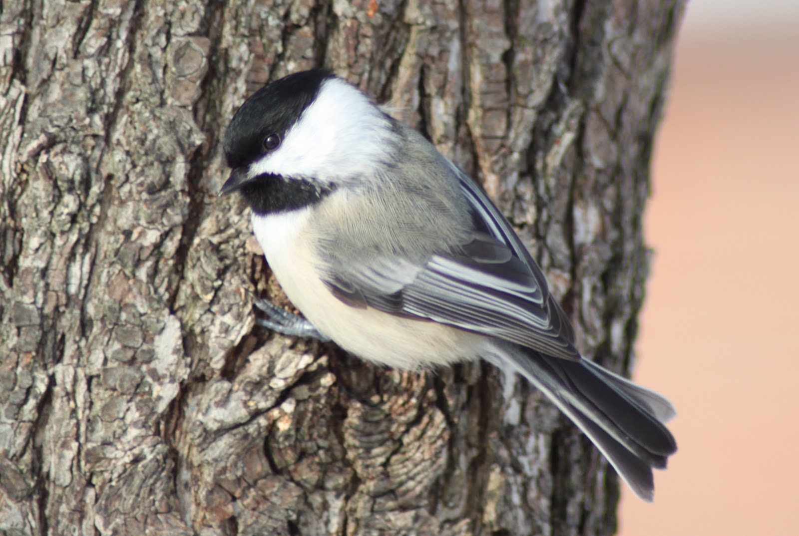 Gardening for Wildlife: Black-capped Chickadees