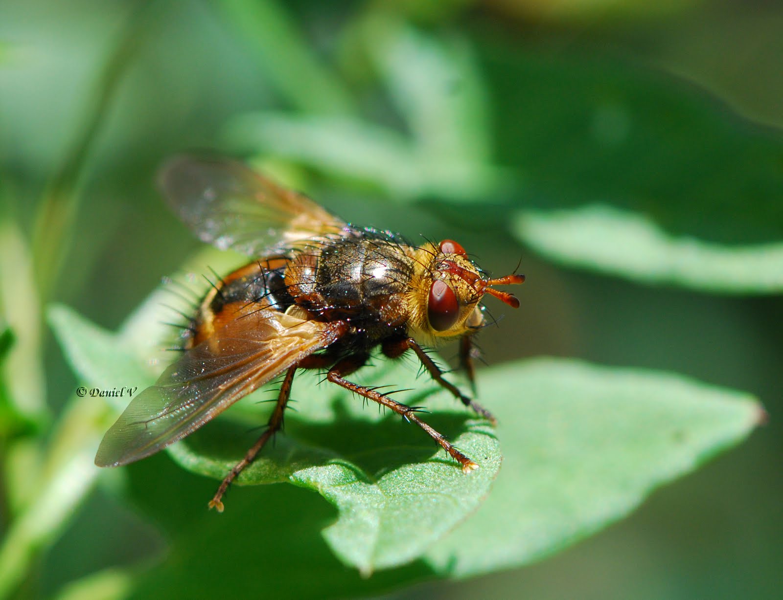 Macrophoto plaisir passion La mouche tachinaire, tachina fera