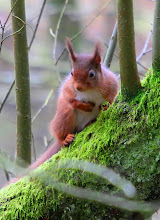 Red Squirrel