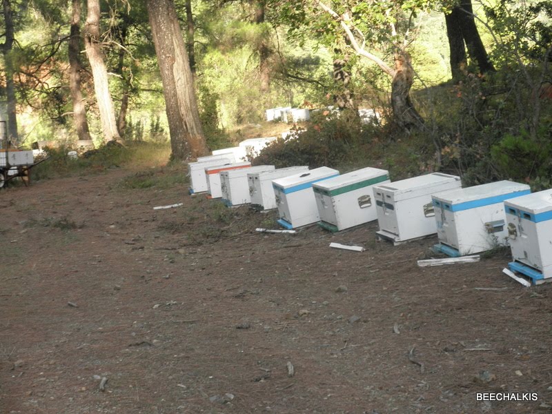 BEECHALKIS: ΤΡΥΓΟΣ ΣΤΟ ΠΕΥΚΟ