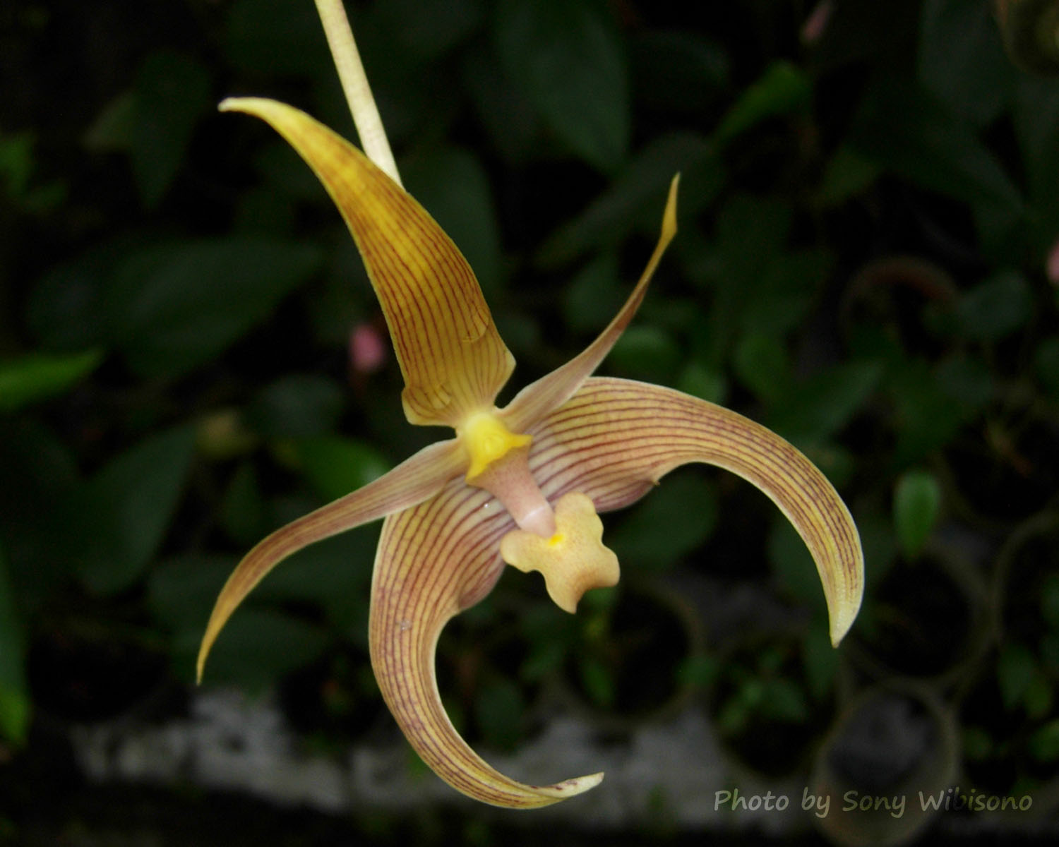 Sony Wibisono Orchids Bulbophyllum Lobii Lindley 1847