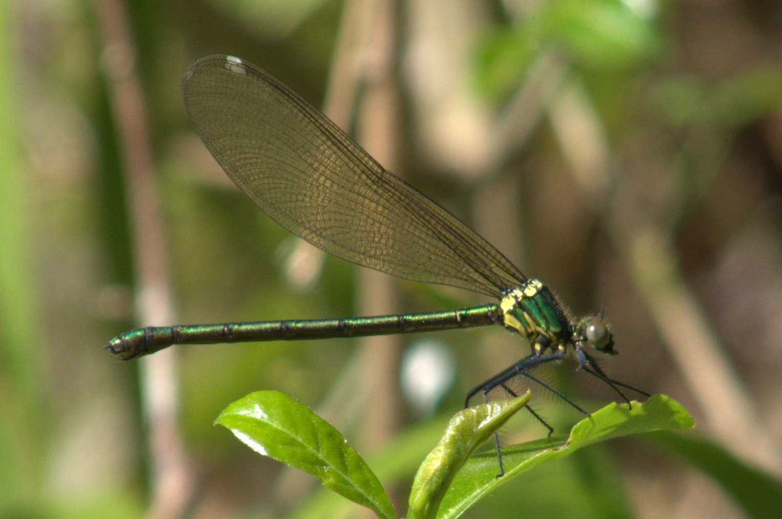 気ままに昆虫写真館 Kikoan's Insect Photo Gallery