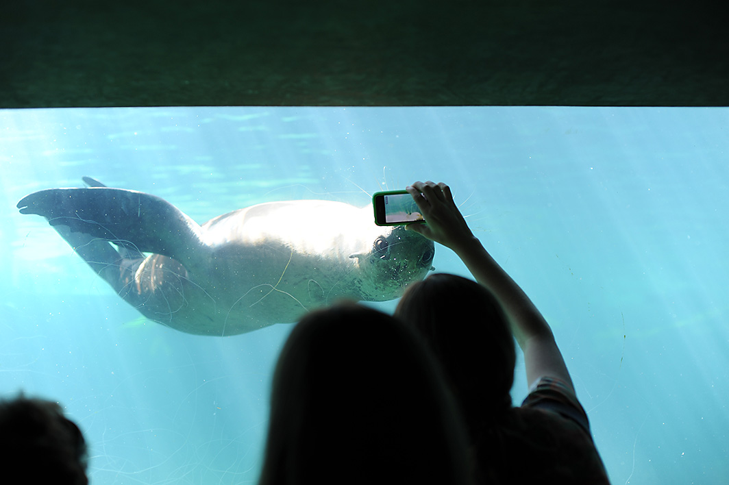 Random Point In Time: Long Beach Aquarium of the Pacific Jellyfish