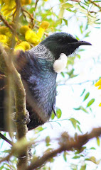 The elusive Tui
