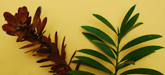Kauri leaves