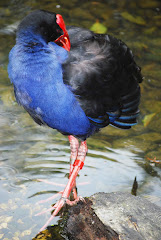 Pukeko posing