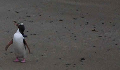 Yellow-eyed penguin at Nugget Point