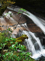 Cascading Falls - Milford Track