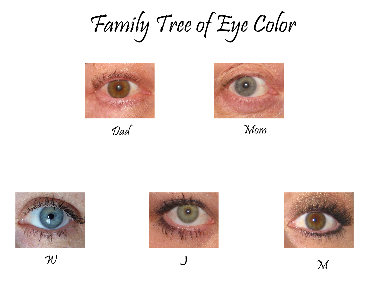 finally a captive audience eye color family tree the sequel