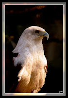 Elang Jawa | Cerita Wendy