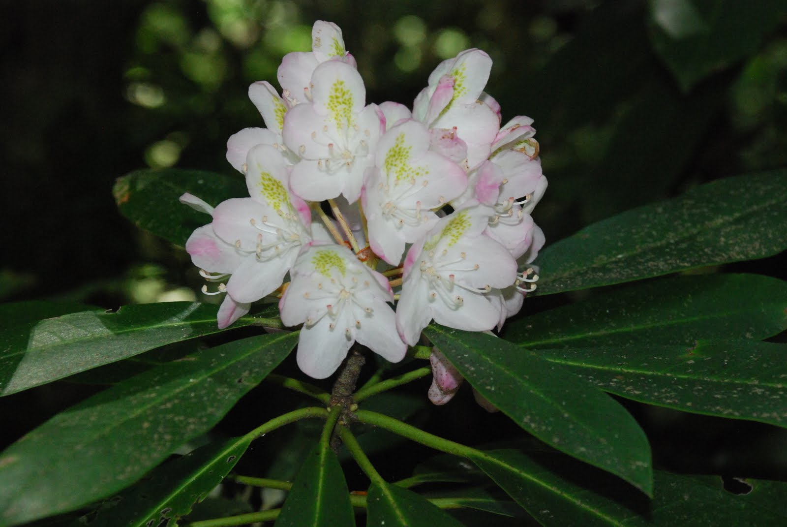 What grows there? Coppicing Renewal Pruning for Old Rhododendrons