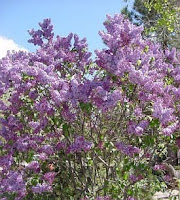 Lilacs