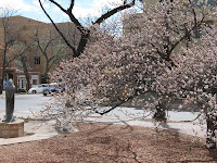 Spring Blossoms