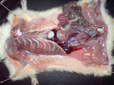 be@r: Mouse dissection