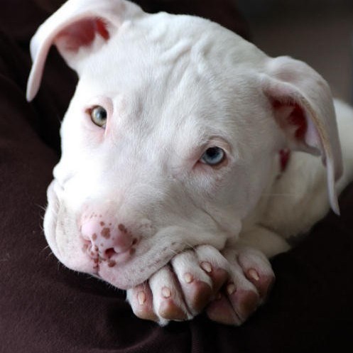 free puppies pitbull orlando - ManuelHolton's blog