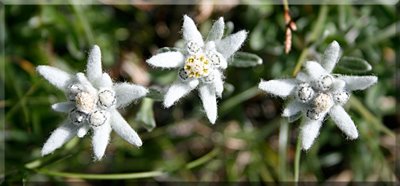 Edelweiss, flor de las Nieves o Leontopodium alpinum