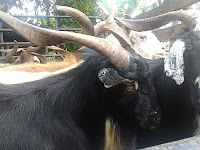 KAMBING AKIKAH/PERAYAAN