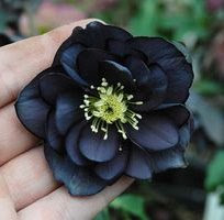 Onyx Odyssey hellebore