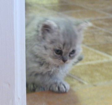 [bluesilverboy031110b.jpg]