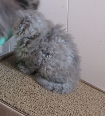 [bluesilverboy031110bb.jpg]