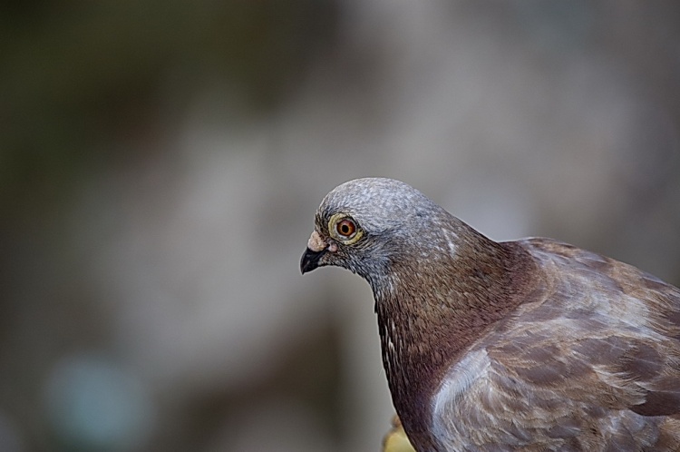 [O+POMBO+CORREIO.jpg]