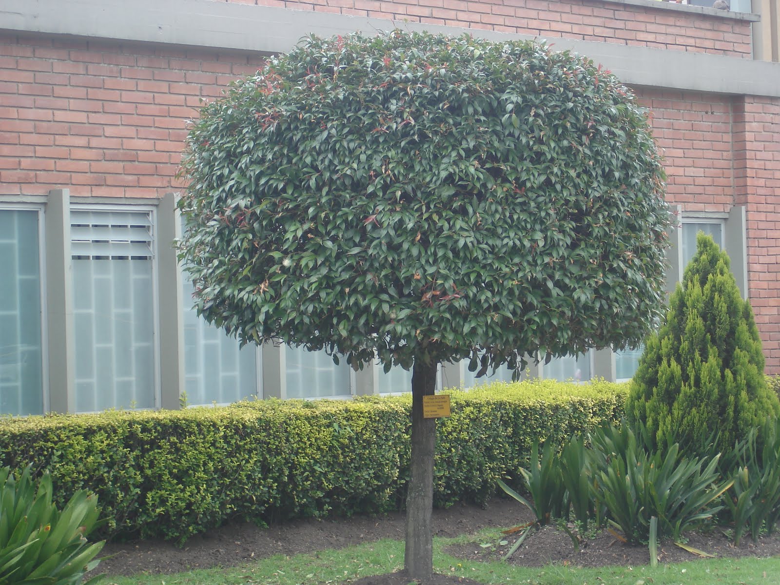 clasificacion de las plantas