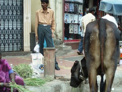 [Cow+in+busy+city+street+of+Mumbai+-+www.ShopCurious.com.jpg]