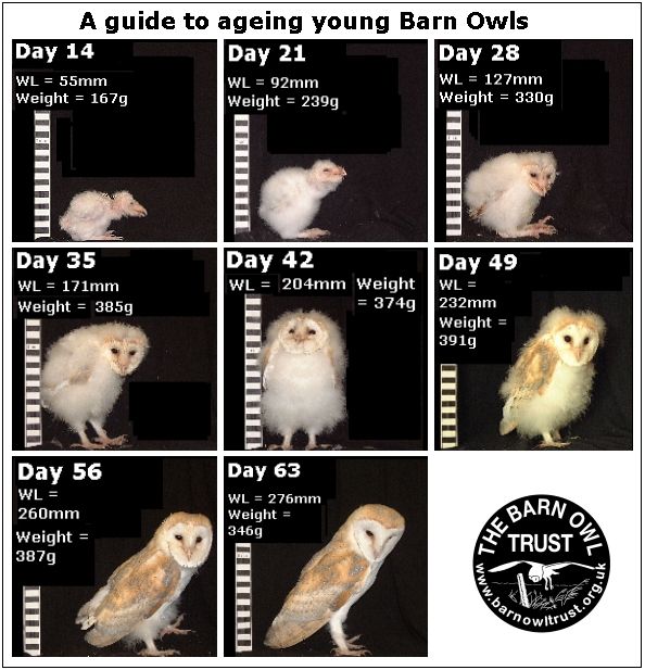 MODS: How Old Is Your Barn Owl?
