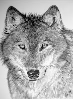 Wolf Pencil Drawing