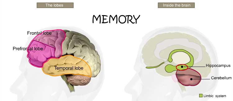 Brain zones. Мозг память. Short term Memory. Memory in Part of Brain. Long-term and short-term Memory.