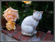 Roses & garden cat