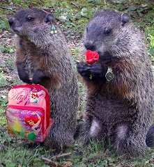 Vida de marmotitas