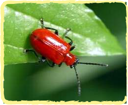 SPOTLIGHT HALAL food info for Muslims: SPOTLIGHT: Shellac (Beetlejuice ...