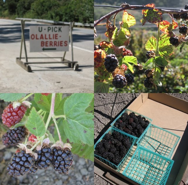 Olallieberry UPick TeczcapeAn Escape to Food