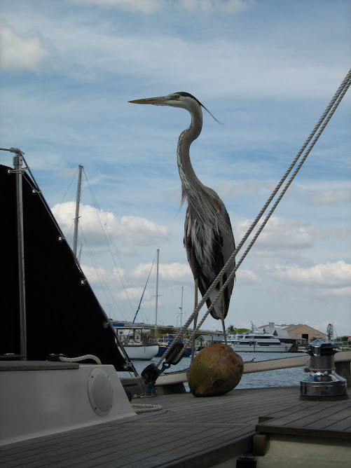 A heron come to visit in Ft Myers Beach.