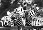 Three zebras meet their first horse (or a trio of mythemat- icians discuss a new winning strategy?)
