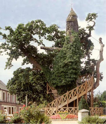 amazing_tree8.jpg