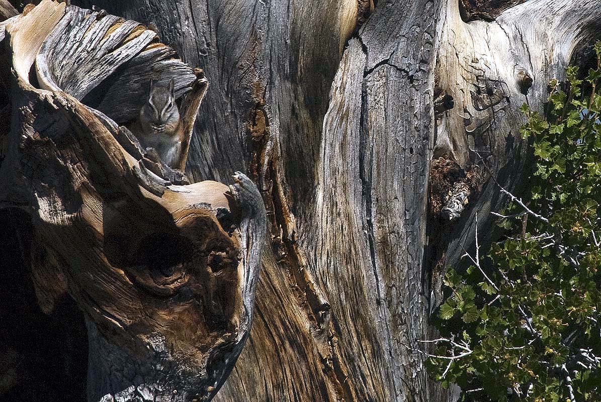 Southern Nevada Outside: Palmer's Chipmunk