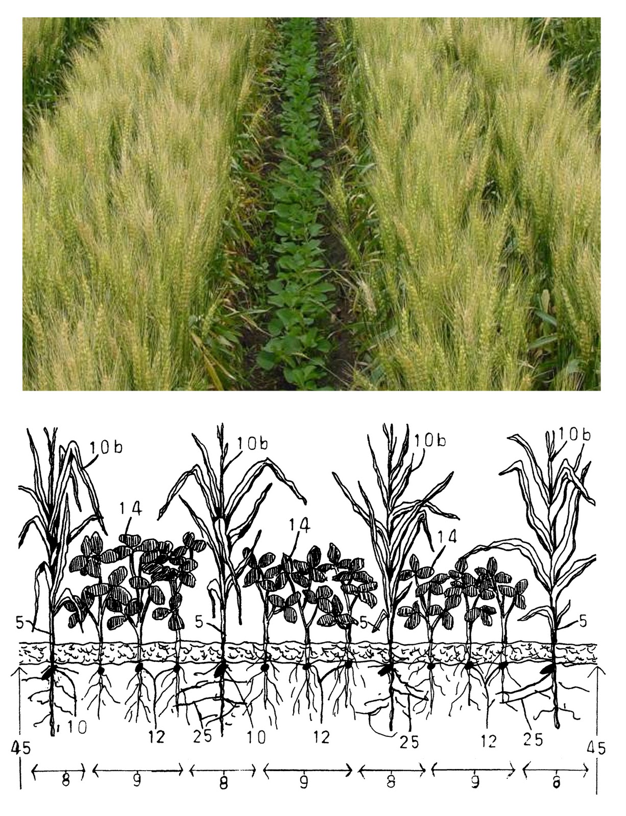 WHAT IS THE DIFFERENCE BETWEEN MIXED CROPPING INTERCROPPING AND CROP 