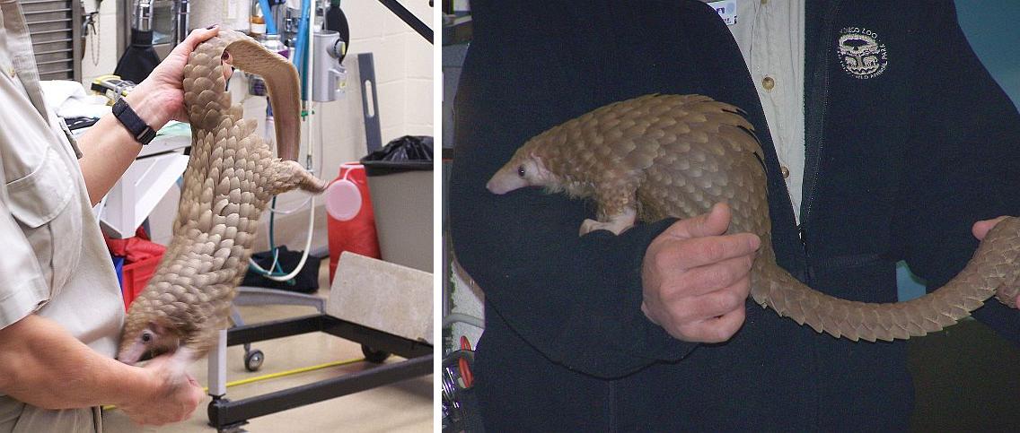 [pangolin.JPG]